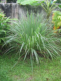 Lemongrass (Cymbopogon spp.) Slips