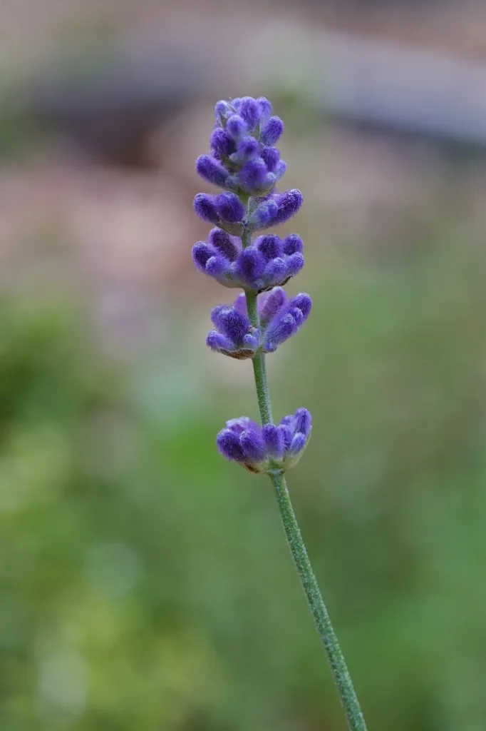 Lavender (Lavandula officinalis) Stem Cutting
