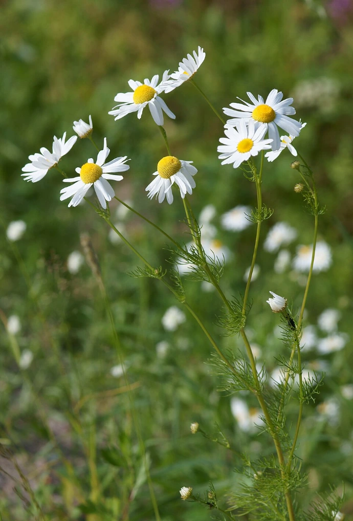 German Chamomile (Matricaria chammomilla) Seed
