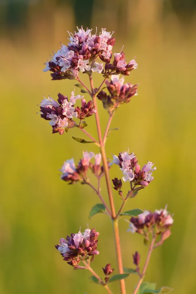 Oregano (Origanum vulgare)  Seedlings