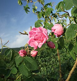 Damask Rose (Rosa damascena
Var. Jwala/Himroz) - Rooted plants