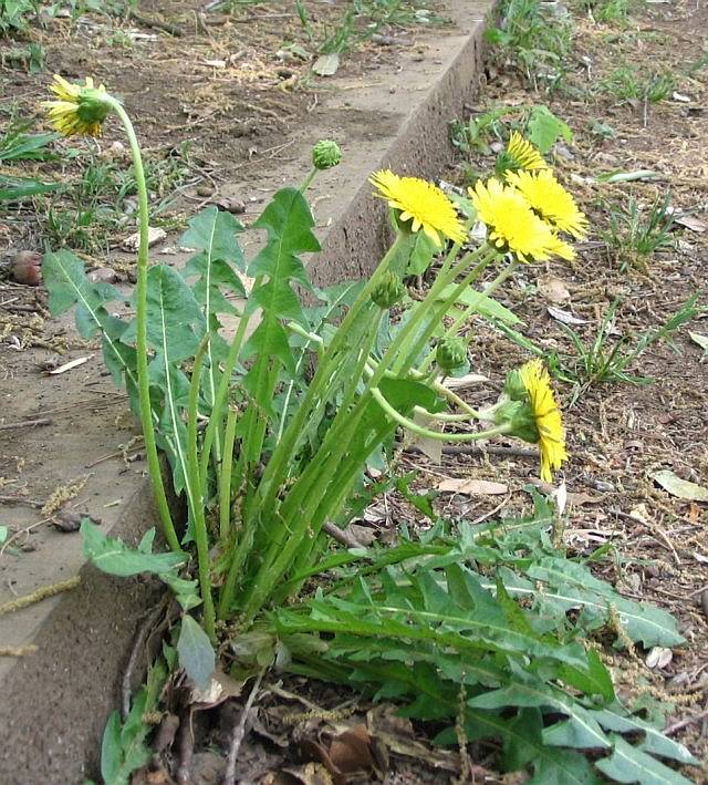 Dendelion (Taraxacum officinale) - Seedlings
