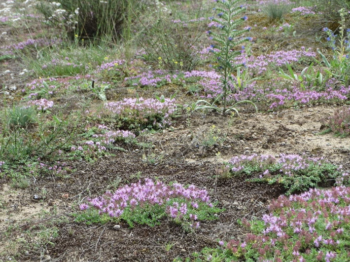 Thyme (Thymus sp.) - Naked rooted