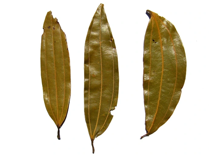 Tajpatta (Cinnamomum tamala) - Saplings