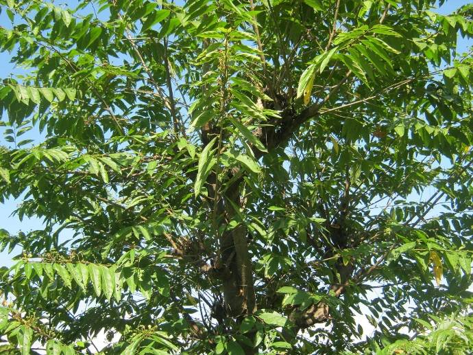 Khadik (Celtis australis) - Saplings
