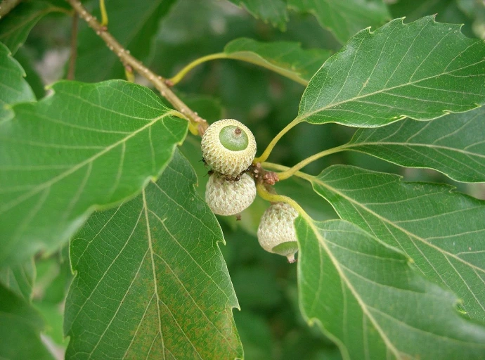 Manipuri Baanjh (Quercus serrata) - Saplings