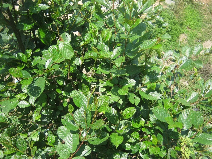 Utis (Alnus nepalensis) - Saplings