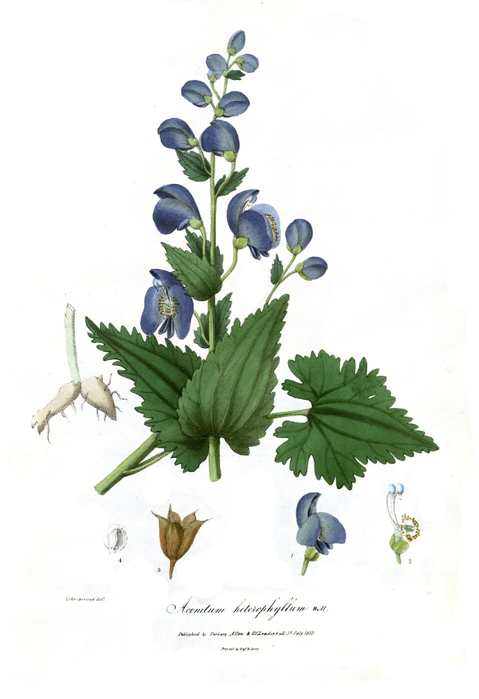 Atees (Aconitum heterophyllum)