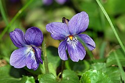 Gulvanfsha (Viola odorata)
