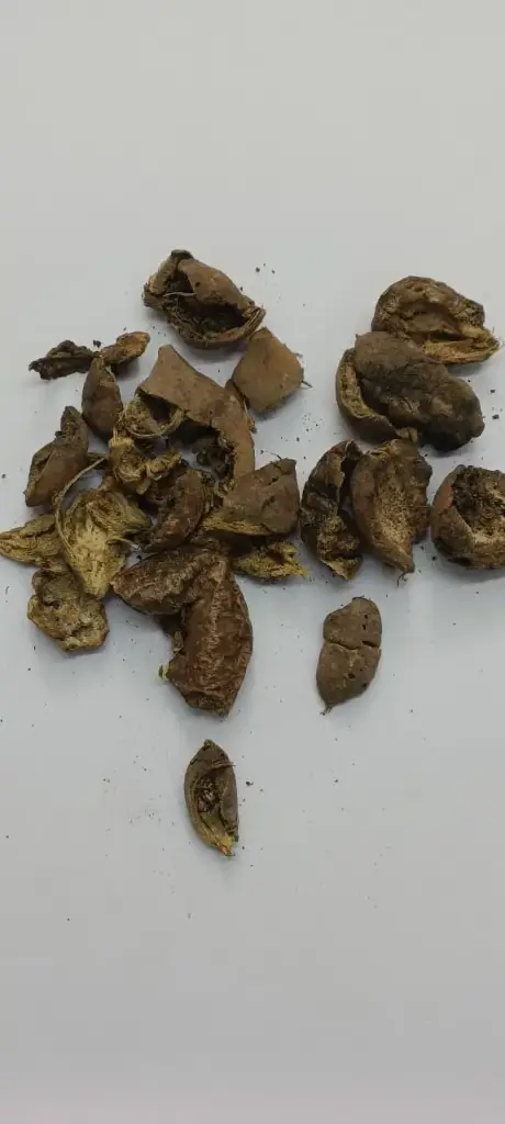 BAHEDA POWDER - 100 gm